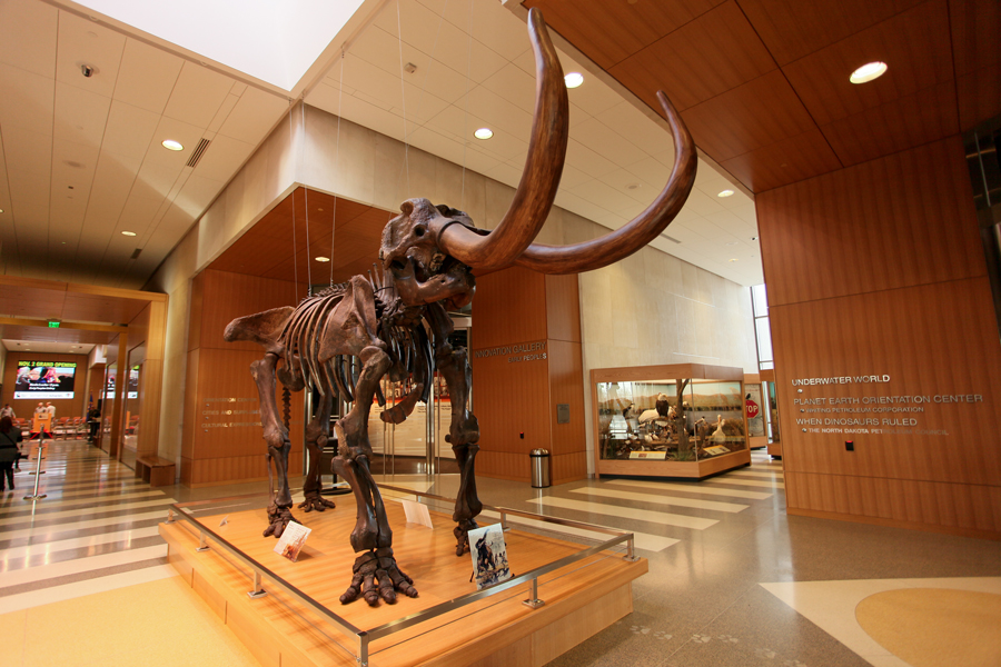 Mastodon skeleton on display in the museum