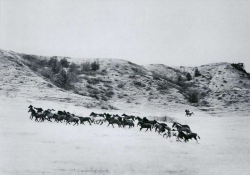 Wild Horses in North Dakota